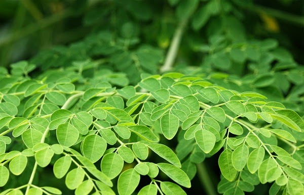 moringa-tree-of-life-from-himalayas-foothills-2
