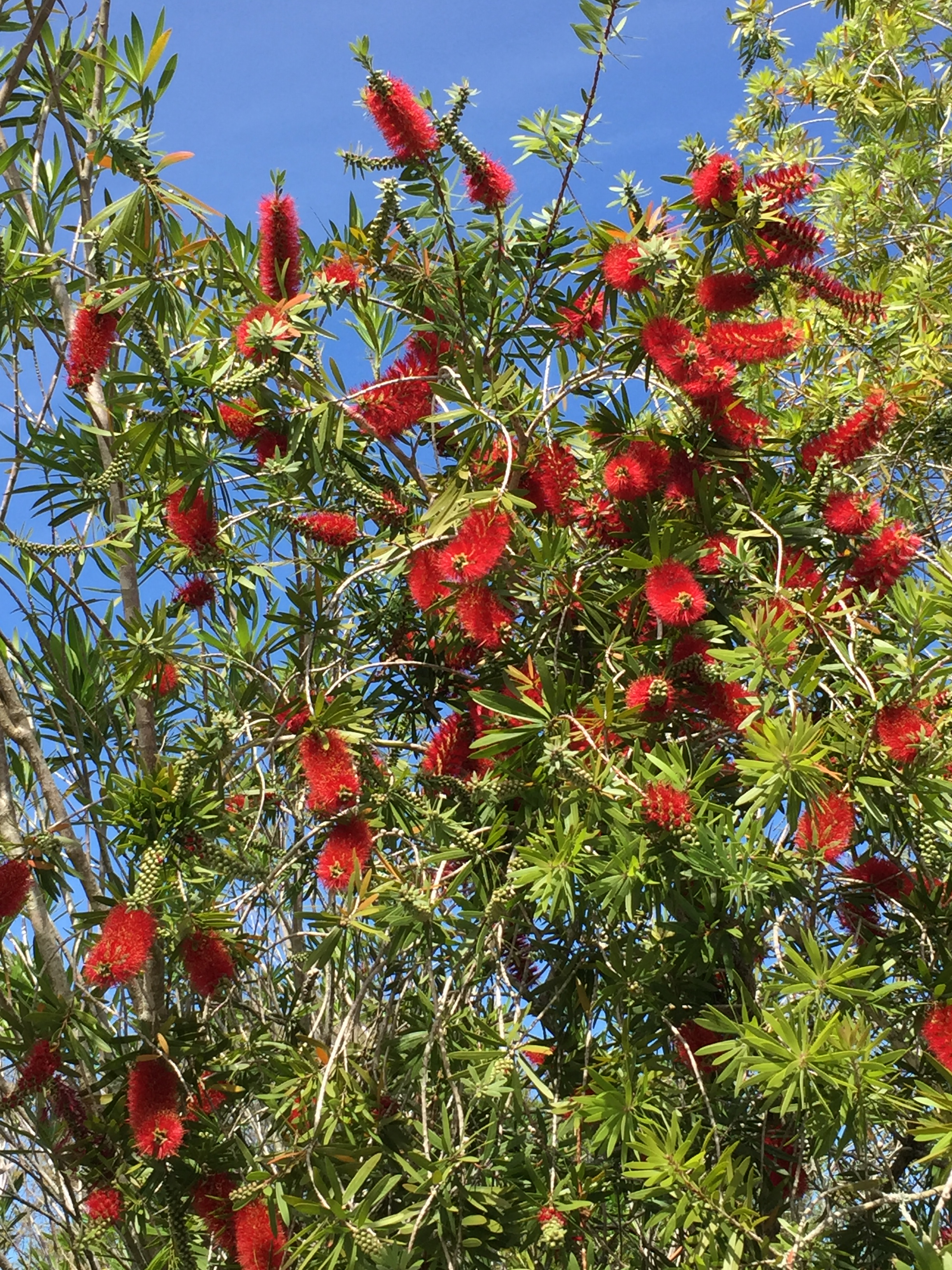 Bottle Brush Tree and Shrub – Plants and Beyond