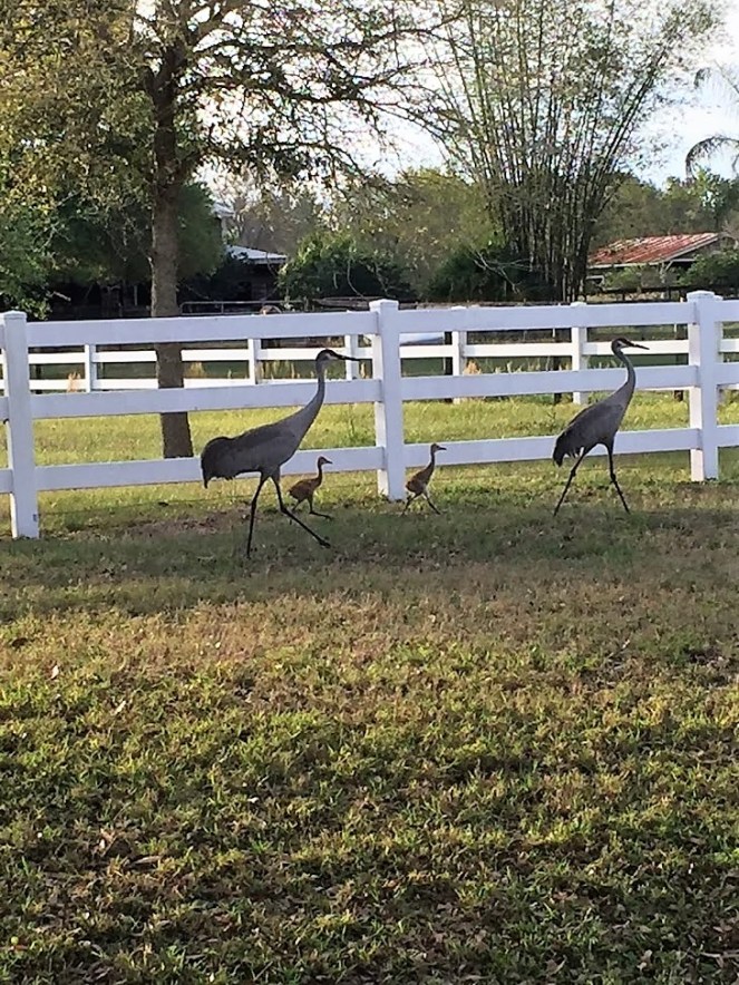 sandcranes