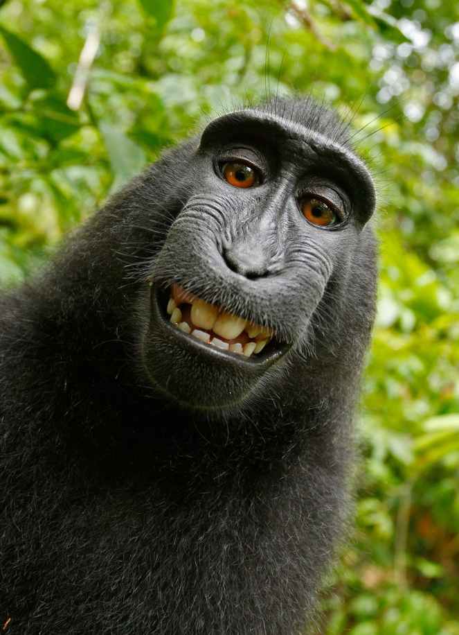 selfie-monkey-self-portrait-macaca-nigra-50582