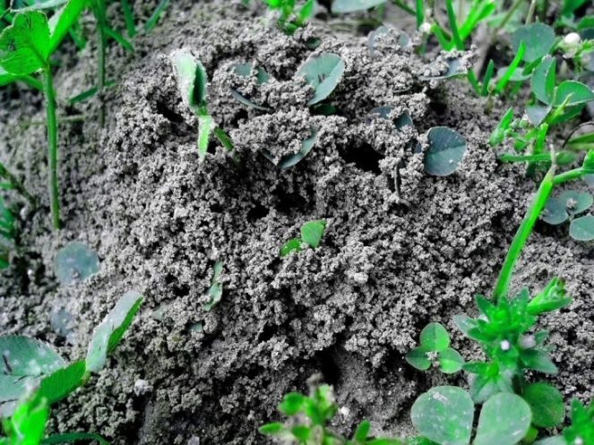 anthill-ant-colony-formicary-insects-dirt-ground-grass-725x544
