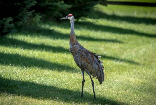 Pterodactyl Sand Hill Crane Crane Noisy Bird Avian