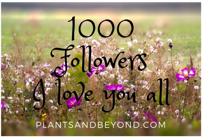 1000 FollowersI love you all (1)