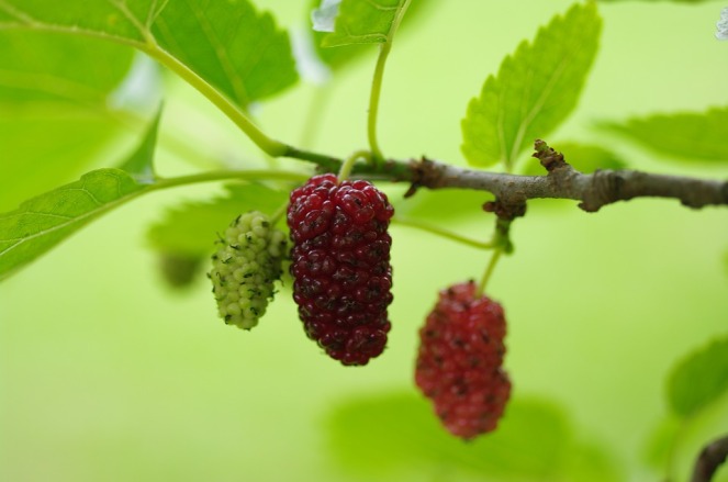 mulberry-2121183_960_720
