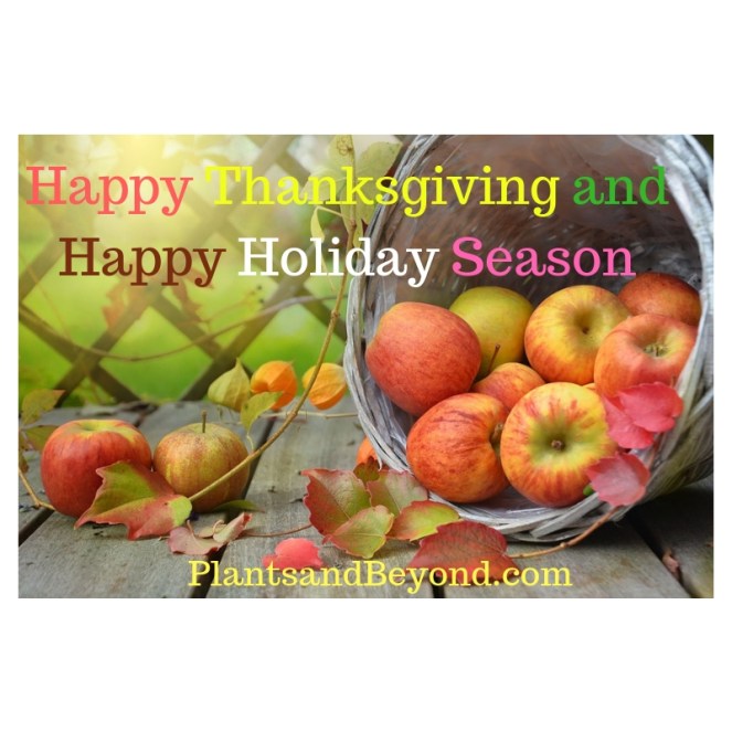 Happy Thanksgiving and Happy Holiday Season