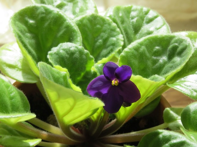 african-violet-290097_960_720