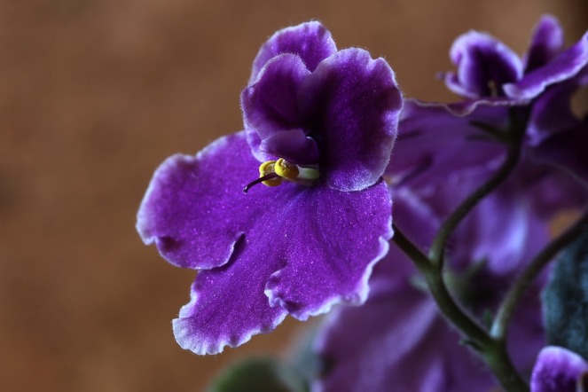 african-violets-1819021_960_720