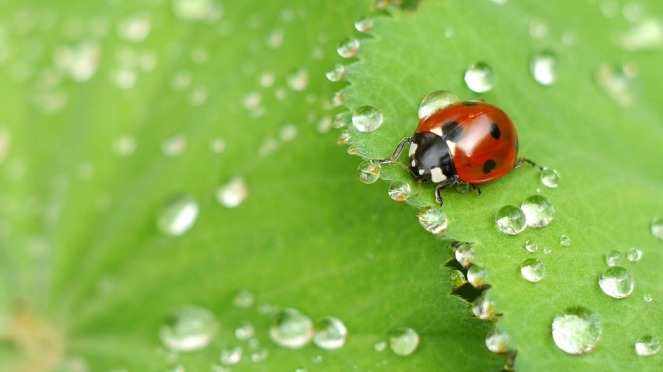 ladybug-1058775_960_720
