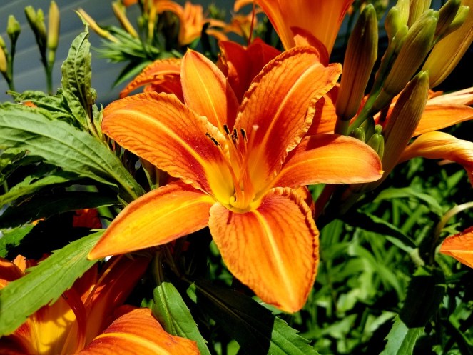 tiger-lily-3526605_960_720