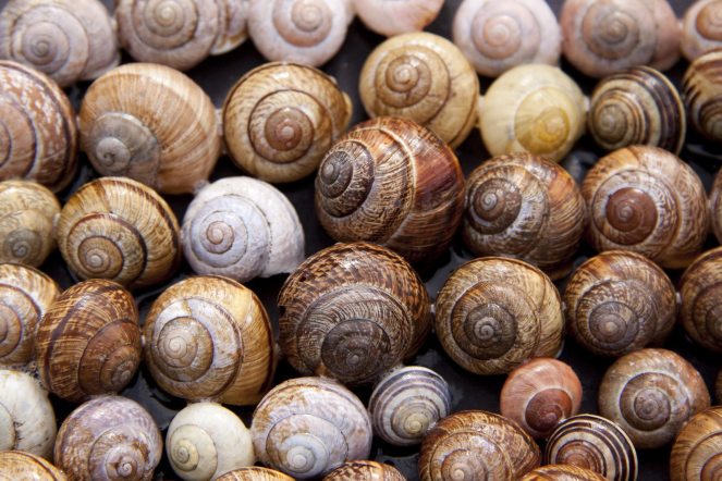 close-up-gastropods-mollusks-80353