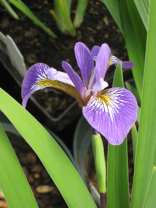 Aquatic-Iris