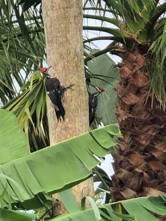 116282508_10223659261019665_4939028023215594224_n