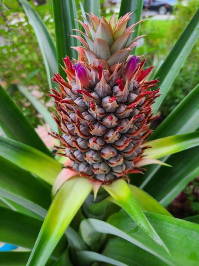 116878659_10221029093449911_6289844524822665445_n